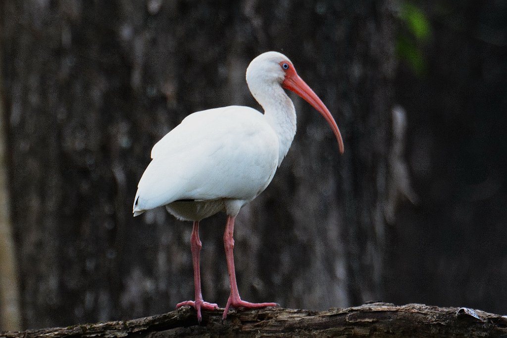 Ibis, White, 2015-01212052b Corkscrew Swamp Sanctuary, FL.JPG - White Ibis. Corkscrew Swamp Sanctuary, FL, 1-21-2015